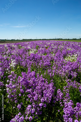 travel germany and bavaria, purple and white field flowers on a green meadow with trees in the background on asunny day