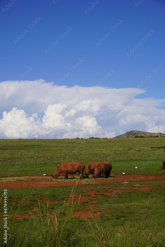 pair of rhinos foraging in South African