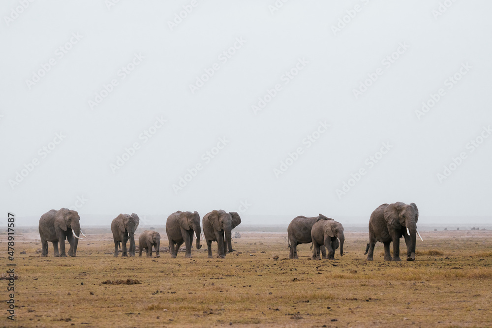 Elephants grazing in savanna Elephants grazing in savanna