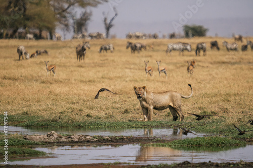 Lioness near water in savanna photo