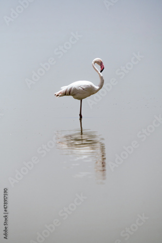 Lonely flamingo on reflection lake photo