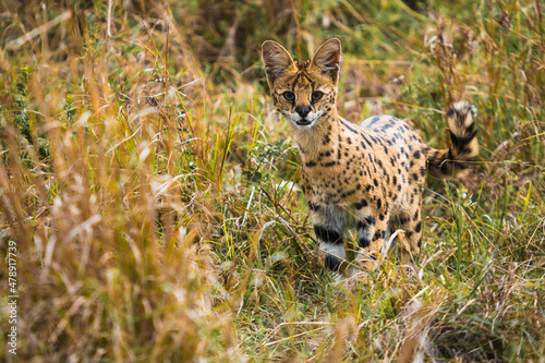 Attentive serval on grassy ground photo