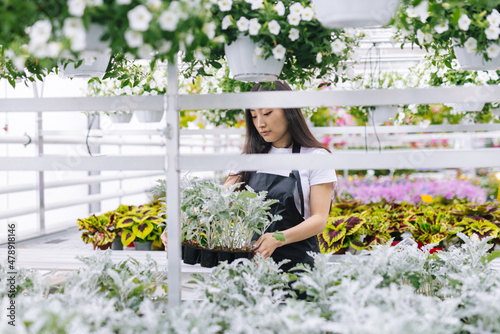 Girl working in greenhouse with soilless technology  photo