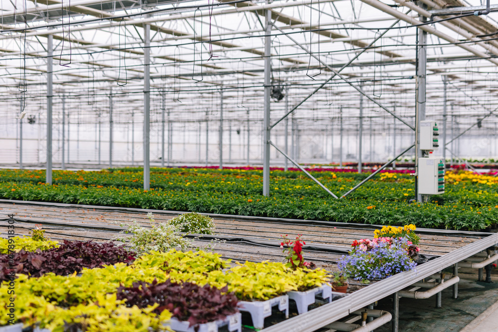 Glasshouse with flowerpots for wholesale Glasshouse with flowerpots for wholesale