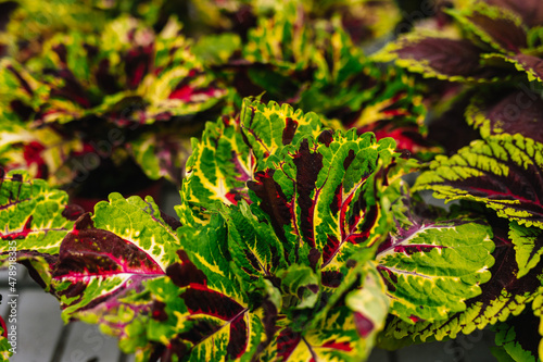 Ornamental and perennial houseplant photo