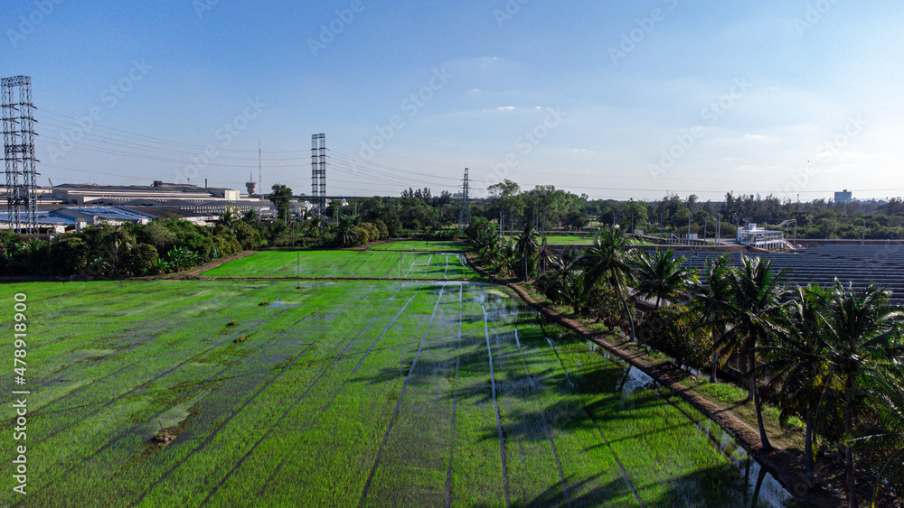 landscape of Rice field next to a large industrial factory