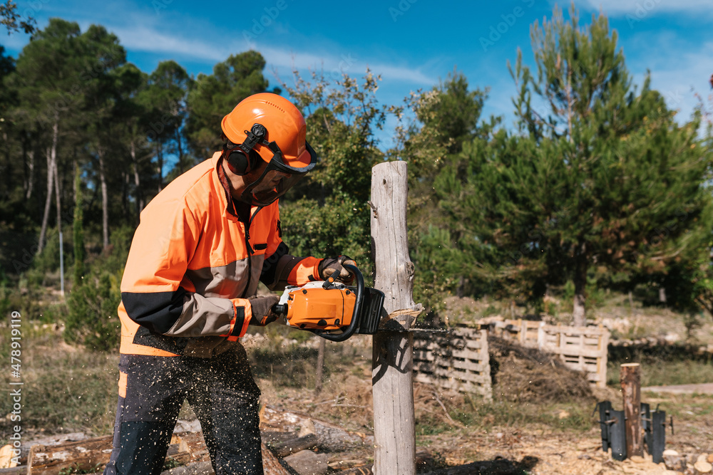 Professional lumberjack cutting log in forest Professional lumberjack cutting log in forest
