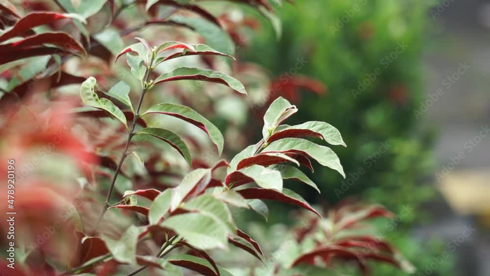Excoecaria cochinchinensis (Chinese croton, blindness tree, buta buta ...