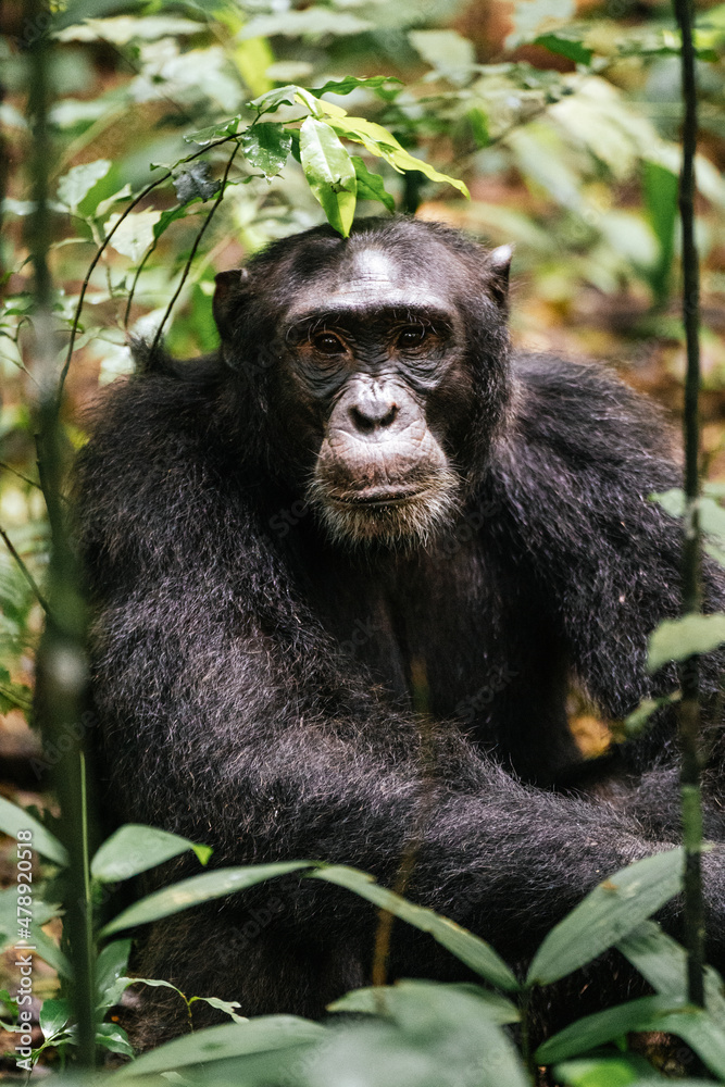Calm chimpanzee in nature Calm chimpanzee in nature