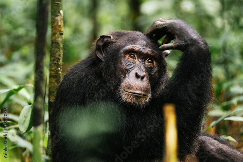 Chimpanzee scratching head in nature photo