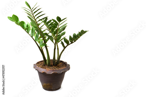 ZZ plant or Zamioculcas zamiifolia that growth in the pot on white floor