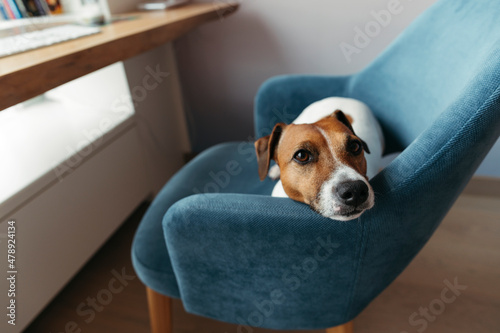 Resting dog at home.