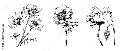 Canvas set of hand drawn flower illustrations with engraved style, isolated on white ba