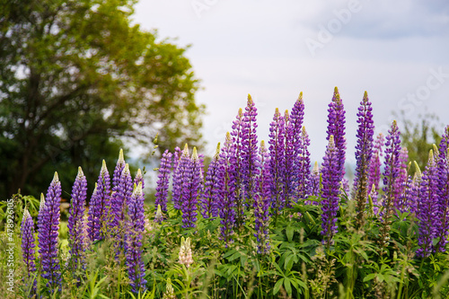 Spring blooming Field of Lupinus. Lupin blossom. Lupine . Purple flowering field. Walk in beautiful wild place. Time to relax. Agriculture blooming grass. Spring nature wallpaper. Spring landscape