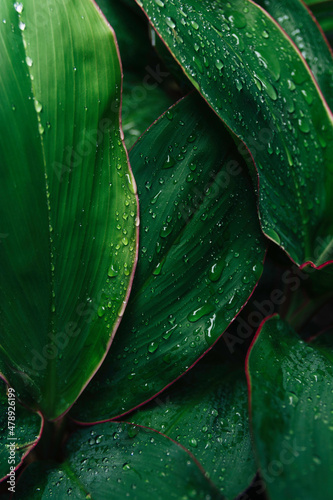 Pink and green tai plant leaves