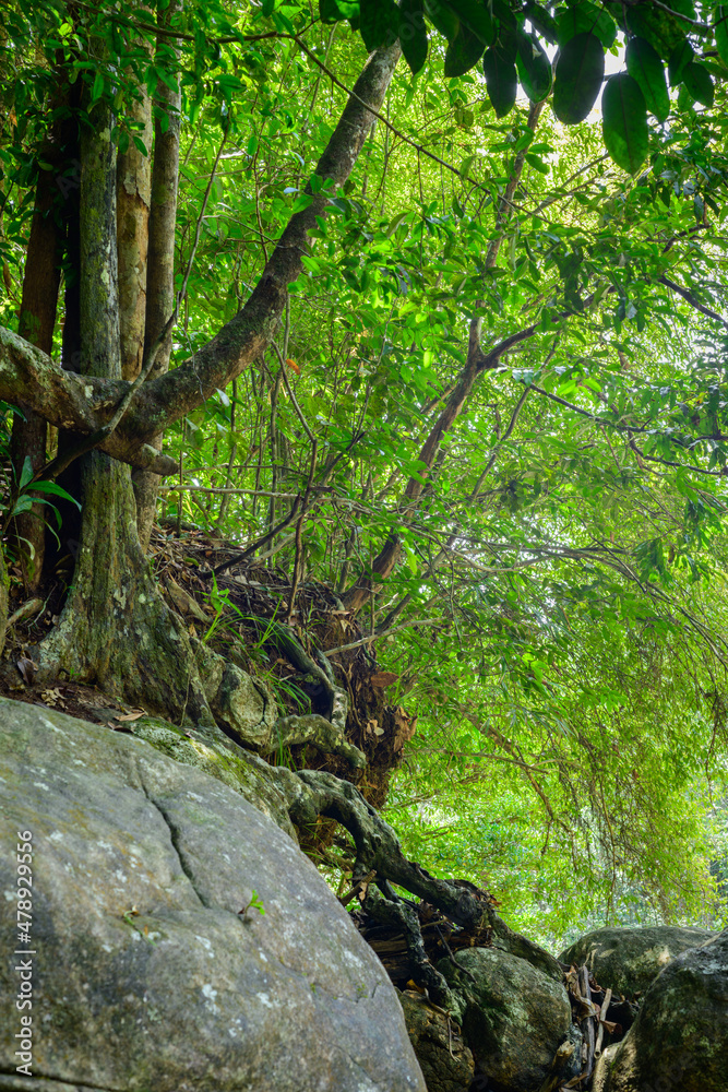 Wilderness tropical rain forest with moss-covered rocks and lots of roots above rock boulders on the ground. Sunlight is unable to penetrate the thick layer of leaves in the forest. Wilderness tropical rain forest with moss-covered rocks and lots of roots above rock boulders on the ground. Sunlight is unable to penetrate the thick layer of leaves in the forest.