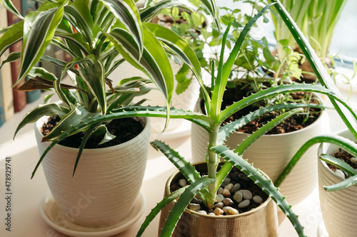 Houseplants on windowsill.