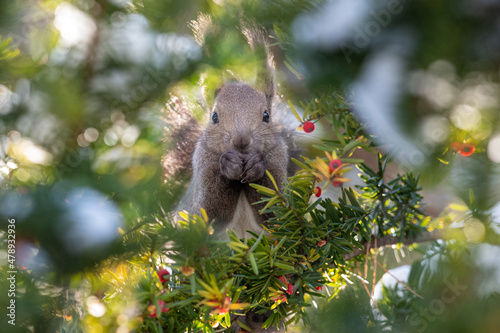 オンコの実を食べるエゾリス photo