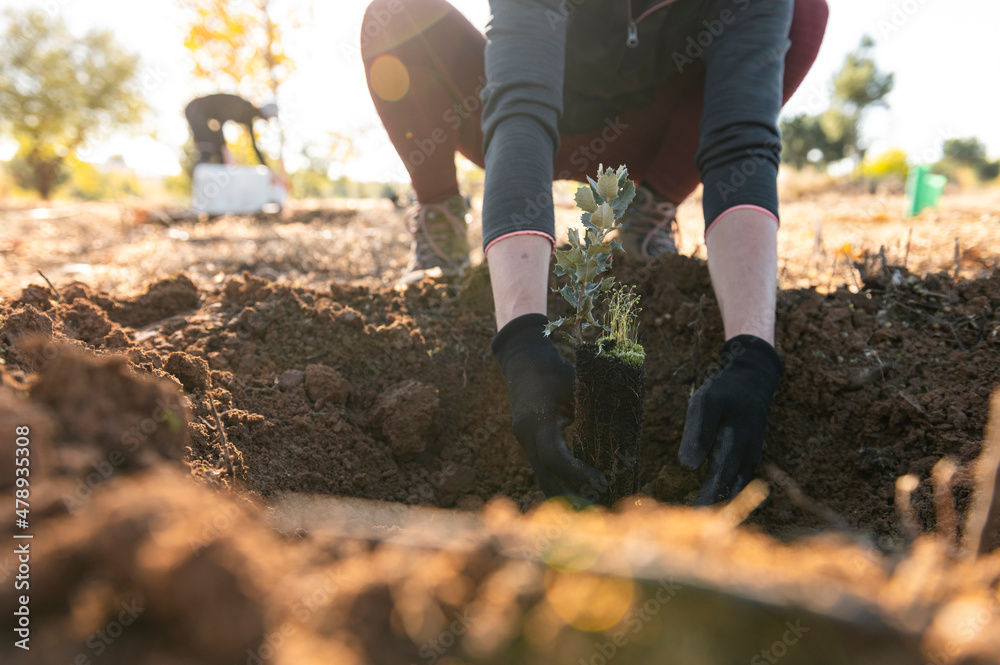 Woman gardener planting trees Woman gardener planting trees