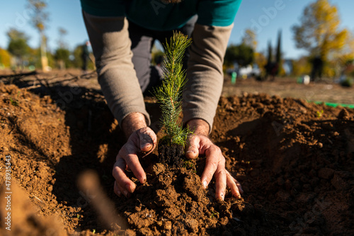 Volunteer gardener planting trees photo