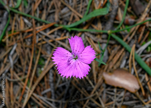 Top view of a purple forest flower