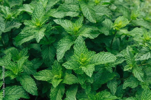 Fresh mint herb plants photo