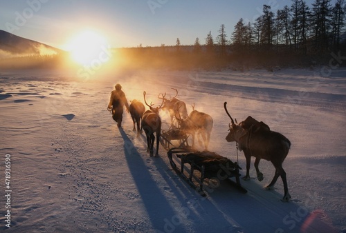 A reindeer herder leading his herd photo