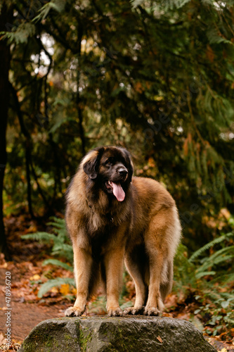 A Giant Dog Stands in the Woods photo