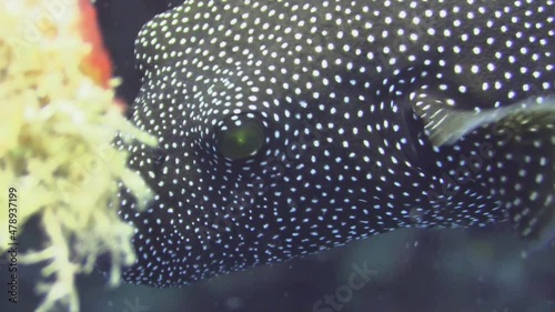 black pufferfish with white spots approaches, close up shot of eyes and mouth, front view photo