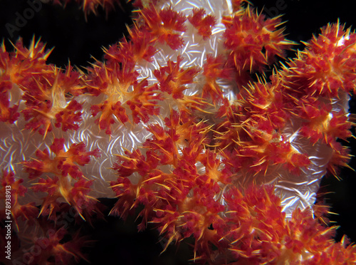 Close up view of a Dendronephthya hemprichi coral Pescador Island Philippines