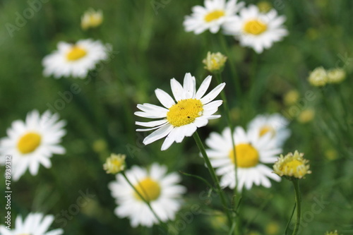 daisies in the grass