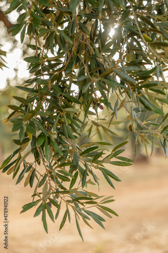 Wallpaper Mural Olive trees Torontodigital.ca