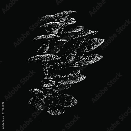 oyster mushroom hand drawing vectorillustration isolated on black background