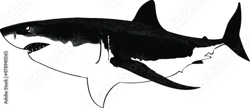 white shark hand drawing vector illustration isolated on white background