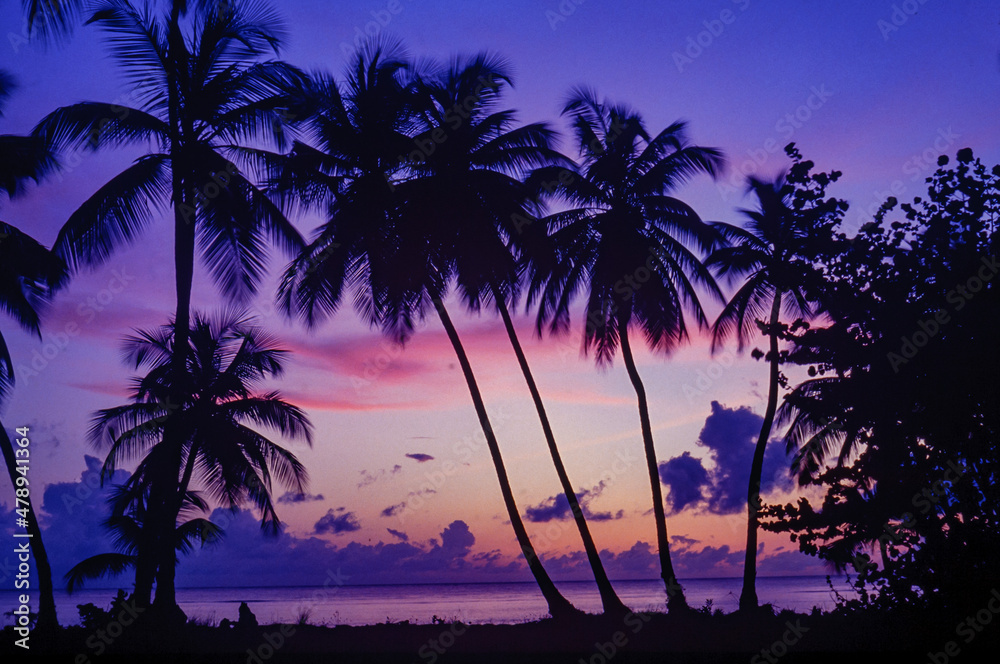plam trees at sunset at pigeon point beach in tobago, west indies