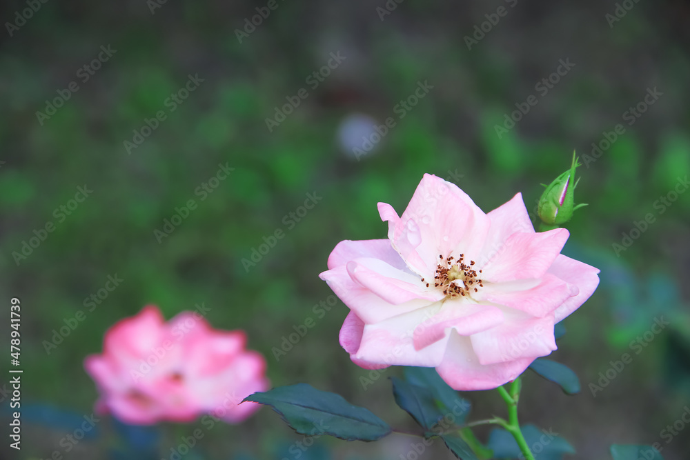 Pink rose flowers with water drop blooming in garden close up background Pink rose flowers with water drop blooming in garden close up background