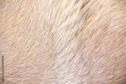 Light brown fur dog with seamless texture natural line background