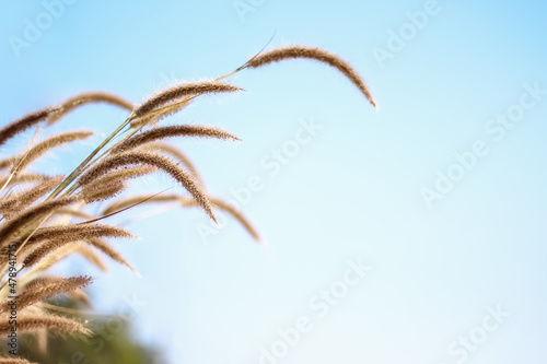 Grass flowers with breeze on vast bright blue sky background