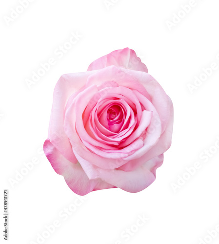 Pink rose skin flower isolated on white background top view , clipping path