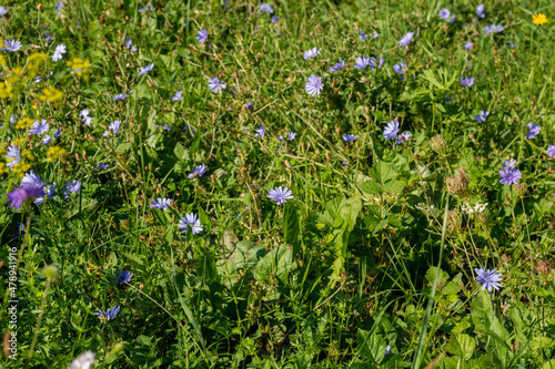 Common chicory  Cichorium intybus  bright blue flowers. Blue daisy blooming in the summer.