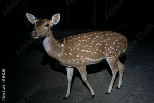 Tame deer in the night