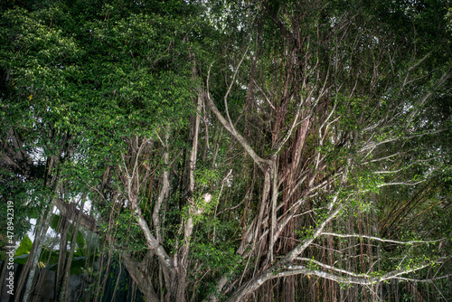 Huge tree with lianas photo
