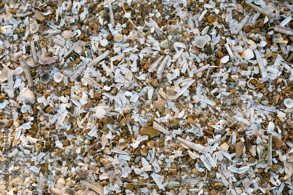 Empty seashells on a beach Empty seashells on a beach