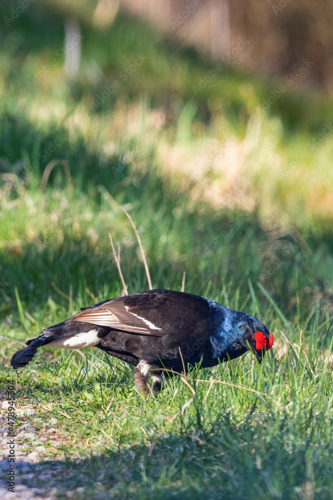 Black grouse in the grass in spring Black grouse in the grass in spring