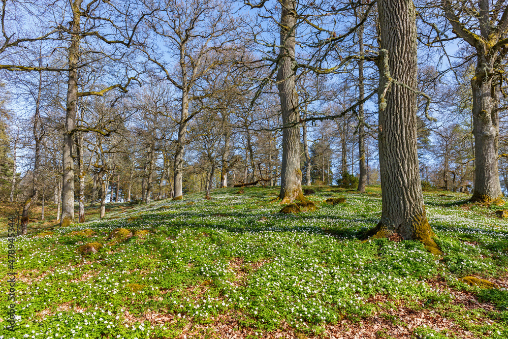 Spring fever feeling in a Oak tree pasture with wood anemone