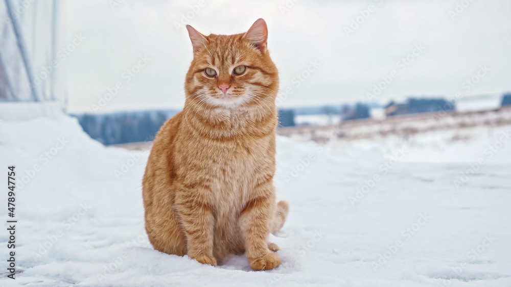 Red fluffy domestic cat sits on soft snow against trees and cloudy sky looking around in cottage house yard on cold winter day close view. Red fluffy domestic cat sits on soft snow against trees and cloudy sky looking around in cottage house yard on cold winter day close view.