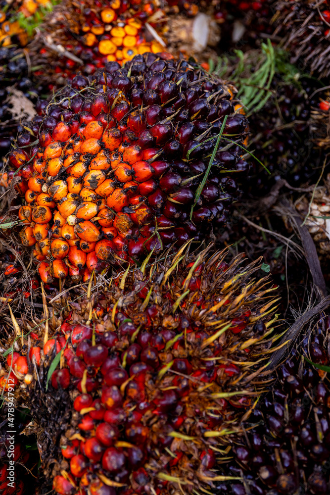 Palm Oil fruit seeds at  plantation in Costa Rica 