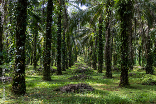 Palm Oil Tree grove in Costa Rica 