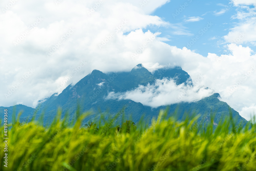 Fototapeta premium Beautiful rice field at the early morning with mountain