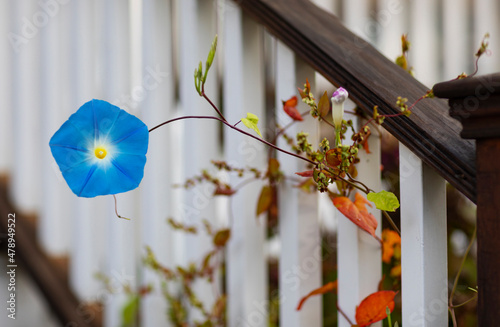Blue Morning Glory Flower in Fall season on Porch  photo